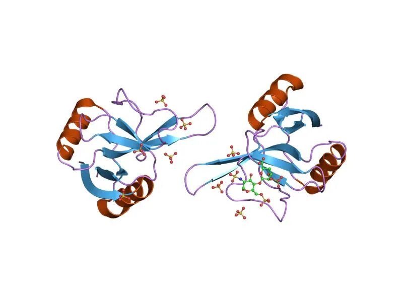 Белки 0 8 г. Major Basic Protein. Интерлейкины интерфероны хемокины картинка. Белок МВР. Протеин Basic.