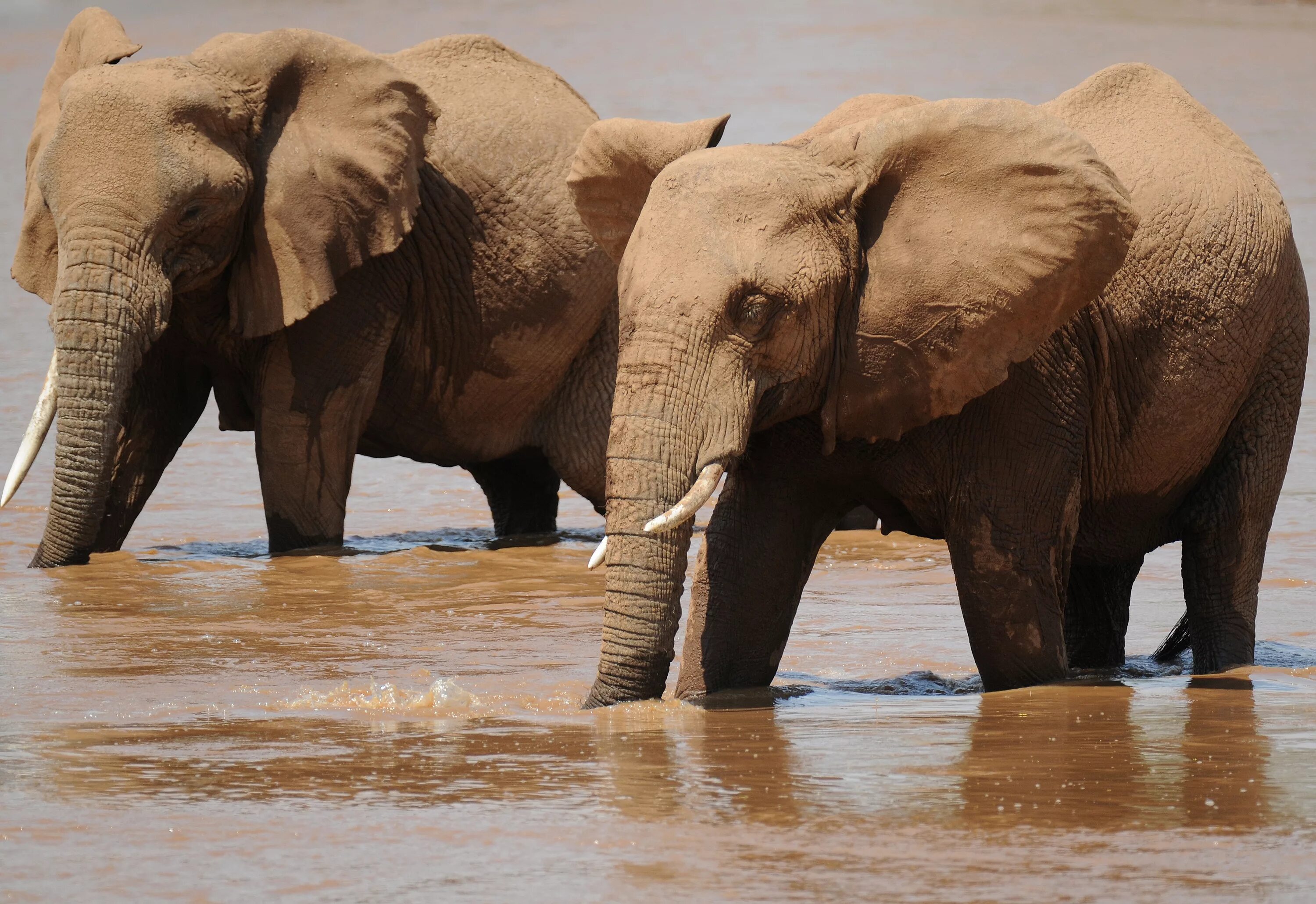 Слоны. Африканский слон. Слоны фото. Слоны на водопое.