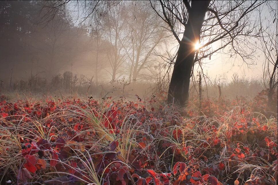 Утро ноября картинки. Александр Киценко пейзажный фотограф. Утро поздняя осень. Ноябрьское утро. Утро ноября.