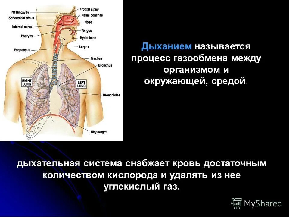 Этапы акта дыхания. Газообмен в лёгких 8 класс биология. Газообмен между кровью и тканями. Последовательность газообмена в легких человека. Схема газообмена.