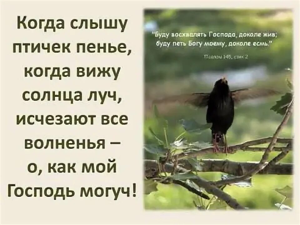 Синичкин календарь. Ты слышишь птиц. Весной возродилась земля и природа. Как слышат птицы. Скворец птица описание.