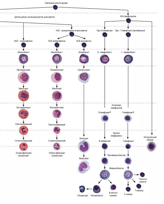 Клетки гемопоэза. Схема кроветворения гистология. Общая схема кроветворения гистология. Схема постэмбрионального гемопоэза. Схема кроветворения по Черткову и Воробьеву.