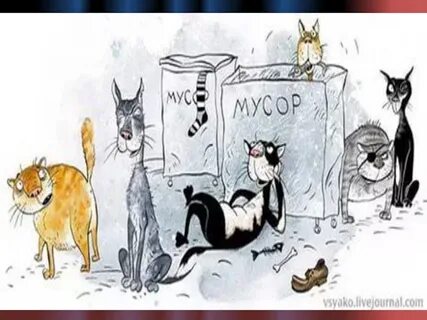 Главные герои кошки