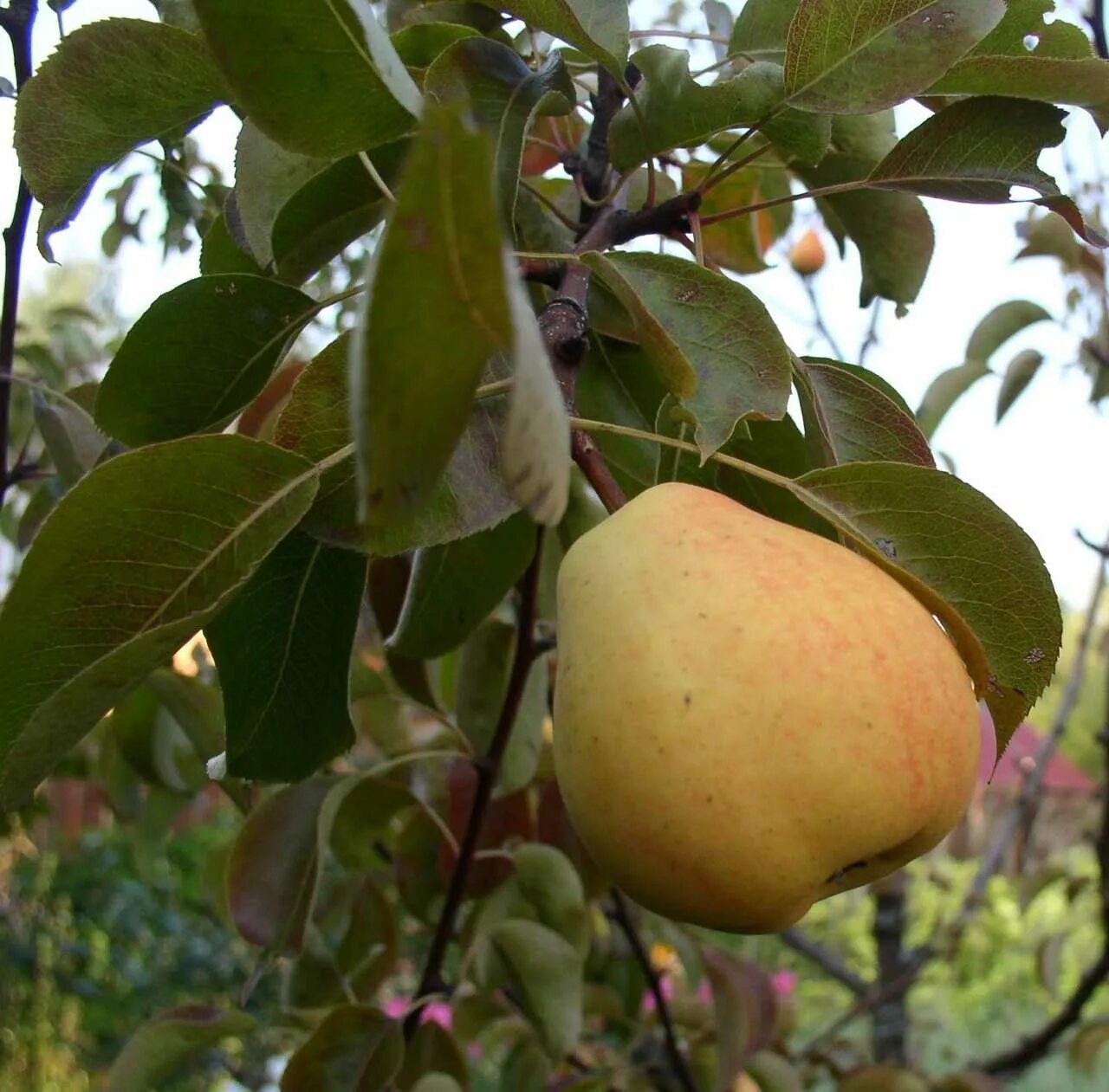 Груша Кафедральная (летний сорт).