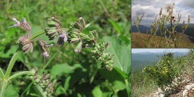 травы краснодарского края названия