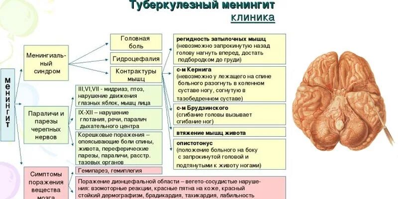 Инфекционные поражения мозга. Базилярный туберкулезный менингит. Клинические симптомы туберкулезного менингита. Клинические проявления туберкулезного менингита. Серозный туберкулёзный менингит.