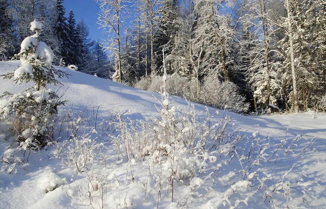 Почему снег пушистый. Пушистый снег лес. Белый снег. Зима пушистый снег. Опушка леса зимой.