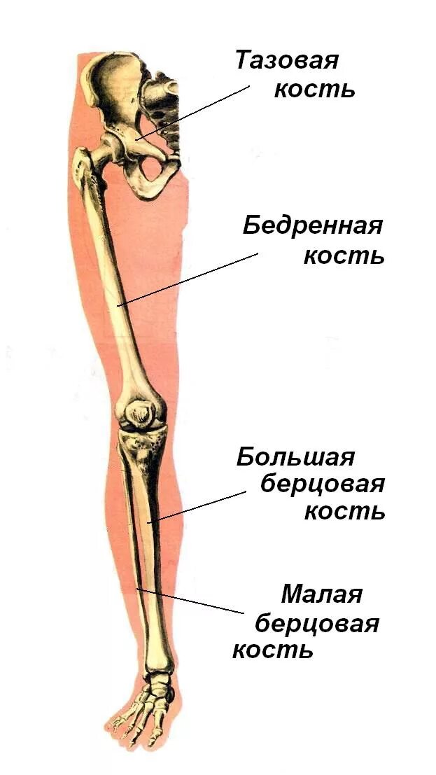 Кости нижних конечностей человека анатомия. Кости скелета нижних конечностей человека. Кости нижних конечностей анатомия строение. Строение скелета нижней конечности анатомия. Скелет человека бедро