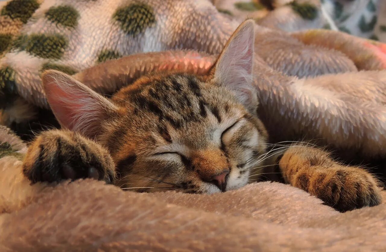 Почему кот сопит во сне. Спящий кот. спящие котики. спящий котенок. кошка сладко спит.