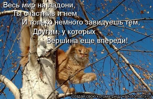 Хочешь берёзу. Пожелания в работе. Мальдивы прикол. Одинокая девушка с разбитым сердцем. Немного завидую.