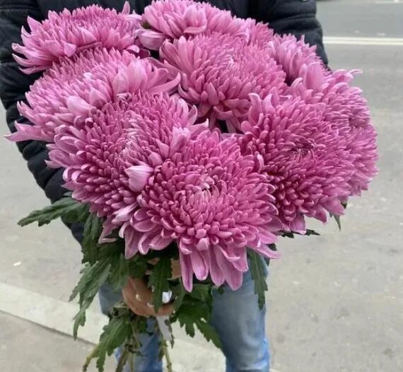 Хризантемы хабаровск