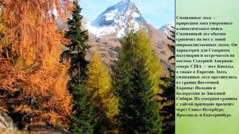 Климат смешанных лесов в России 8 класс. Смешанные леса природная зона. Смешанные и широколиственные леса климатический пояс. Климатический пояс широколиственных лесов. Климат природной зоны смешанные и широколиственные леса
