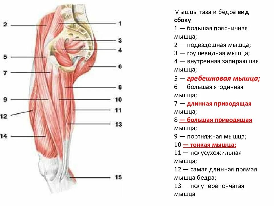 Мышцы приводящие в движение. Мышцы нижней конечности анатомия вид сбоку. Мышцы тазового пояса и нижней конечности вид сзади и сбоку. Мышцы таза анатомия сбоку.