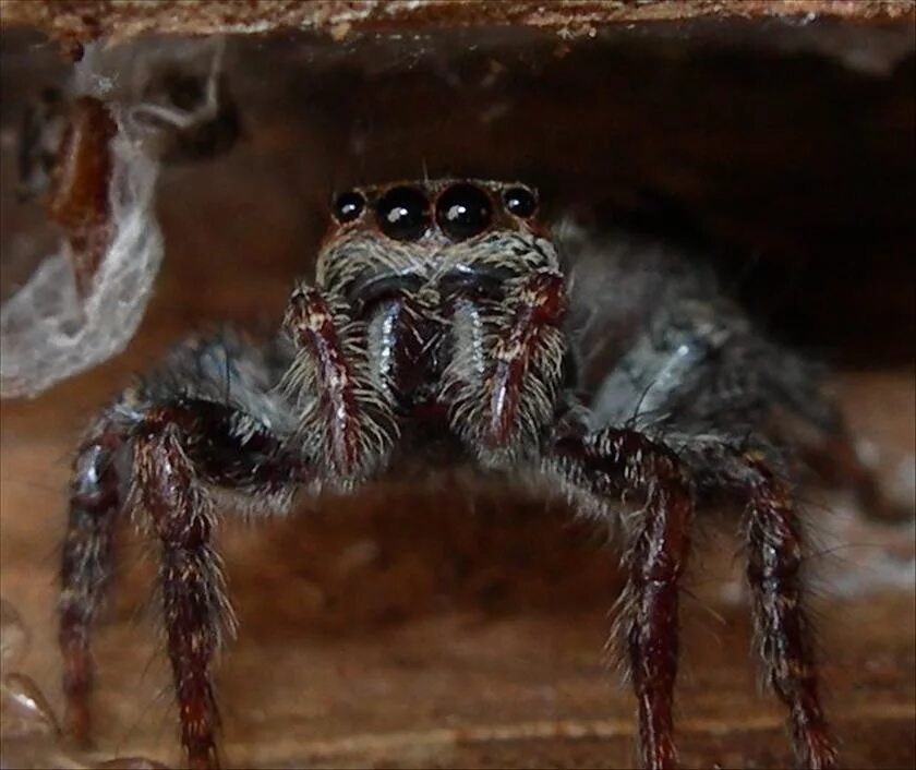Самый страшный паук фото. Evarcha culicivora. Самка паука Evarcha culicivora.