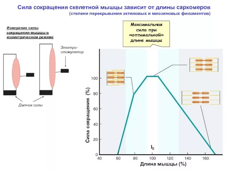 Зависимость силы сокращения от длины саркомера. Мощность мышечного сокращения. Зависимость силы сокращения мышцы от ее исходной длины. Сила сокращения мышц. Какой ток вызывает сокращение мышц