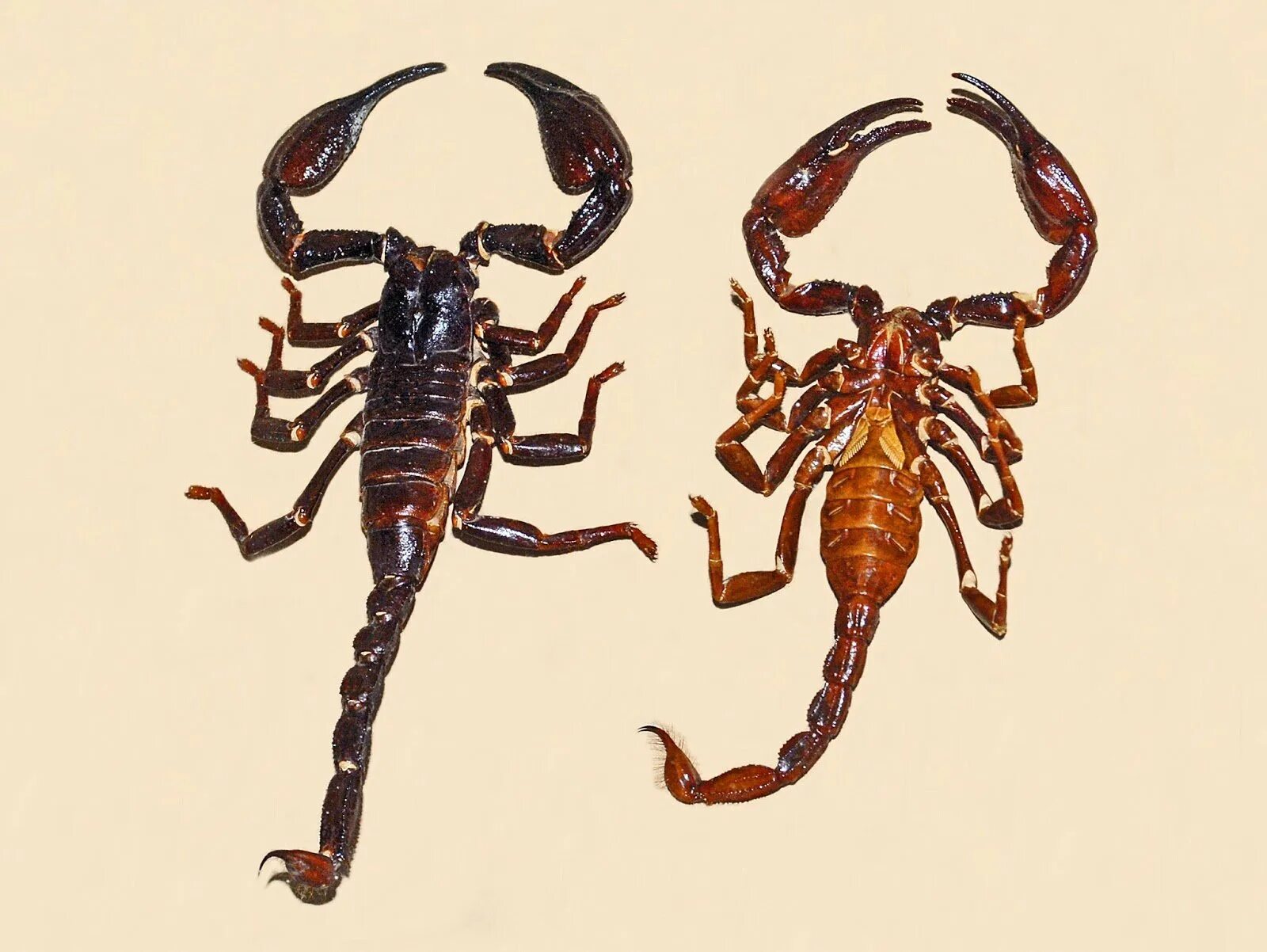 Скорпион тип. Heterometrus longimanus. арахнид скорпион. лонгиманус скорпион. скорпион борнео.