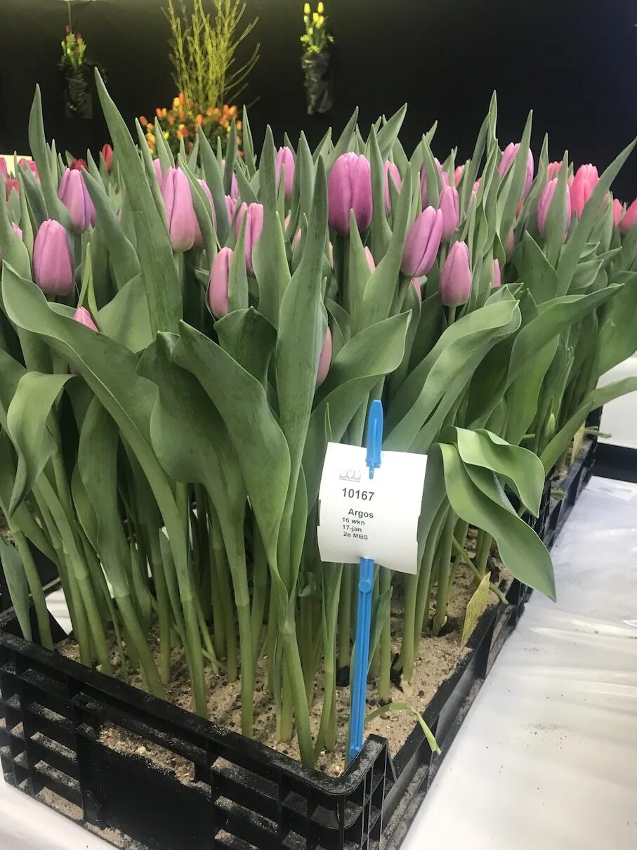 Тюльпан триумф argos. Тюльпан аргос. Тюльпан триумф аргос. Тюльпан аргос сиреневый. Тюльпан аргос.