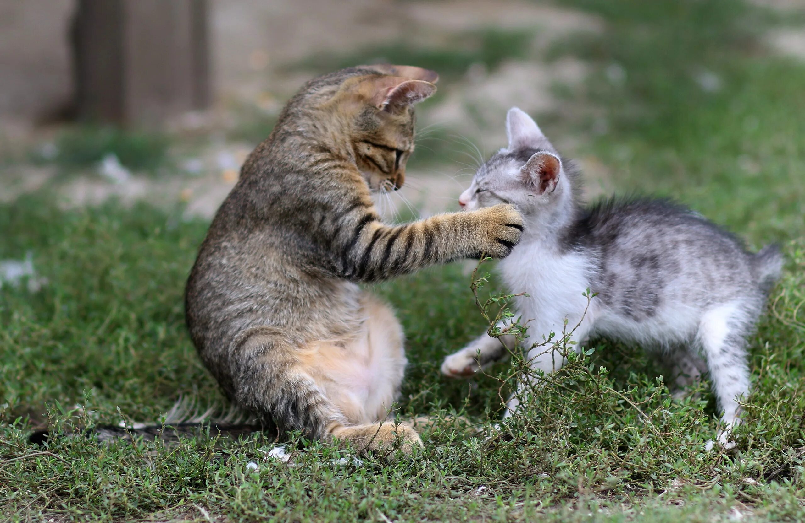 Кошка с котятами. Два кота. Котята играются. Резвящиеся котята. Кошка мама играть