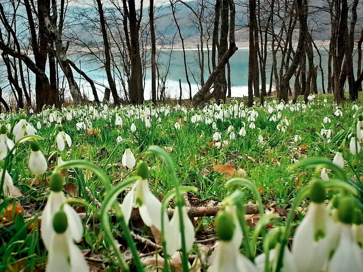 Среди весенних первых. Подснежники в Байдарской долине. Подснежники передовое Байдарская Долина. Байдарская Долина ранней весной.