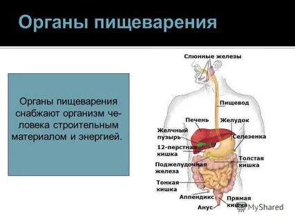 Какие органы выполняют органы пищеварения