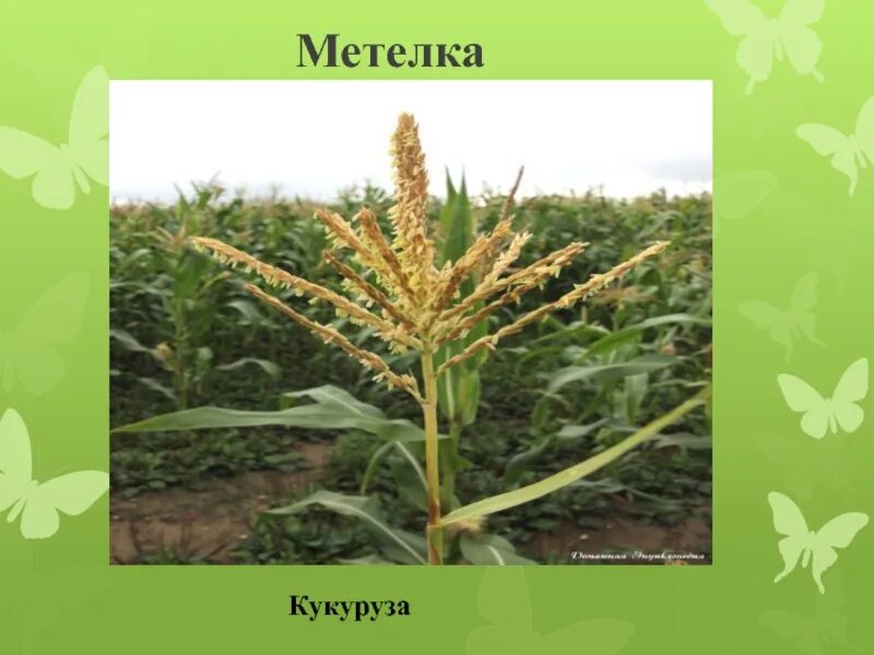Метелка кукурузы. Метелки кукурузы. Метелки кукурузы. Кукуруза соцветие метелка. Кукуруза соцветие метелка.