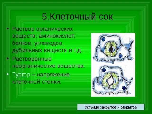 Клеточный сок растительной клетки. Клеточный сок содержится в. Клеточный сок растительной клетки содержится. Состав клеточного сока растительной клетки. Клеточный сок содержимое вакуоли