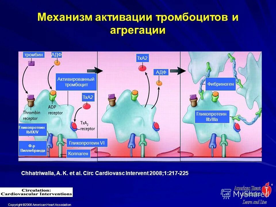 Клопидогрел механизм действия