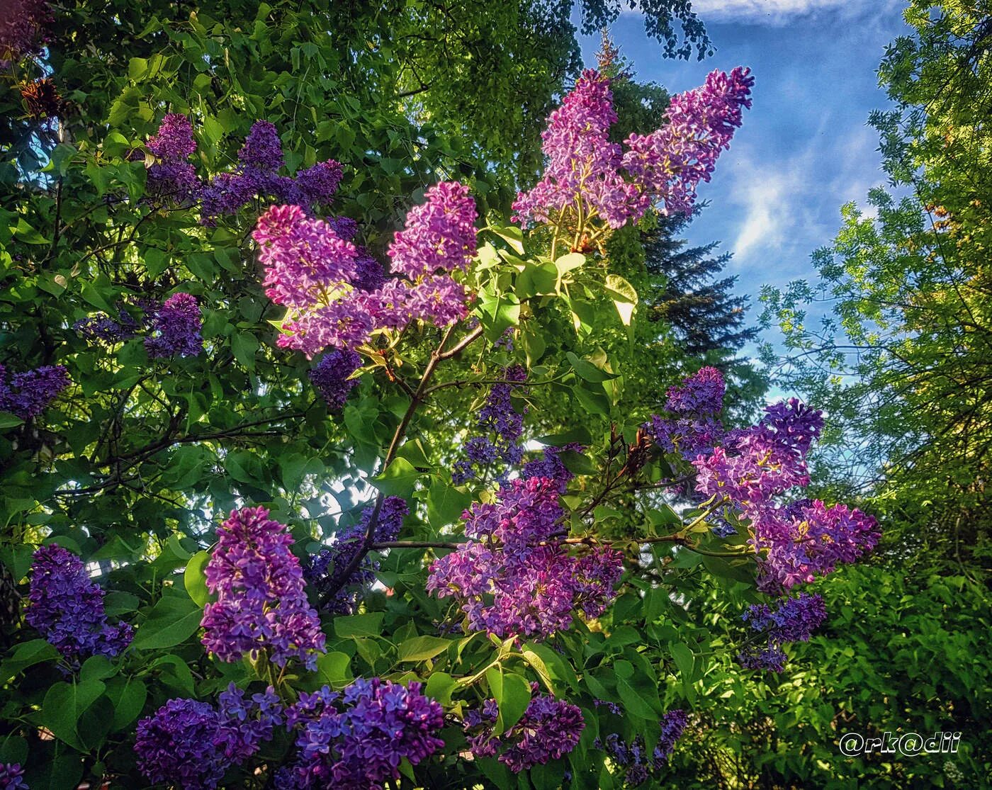 Расцвела сирень в моем садочке. Песня расцвела сирень в моем садочке. Песня расцвела сирень в моем садочке. Семилепестковая сирень. Расцвела сирень в моём садочке ля минор.