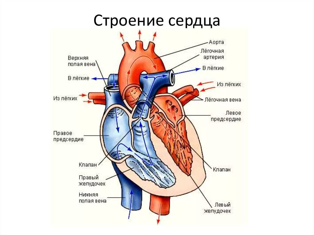 3 в правое предсердие впадает. Строение сердца с обозначениями. Схема внутреннего строения сердца. Анатомическое строение сердца человека. Строение сердца человека схема 8 класс.