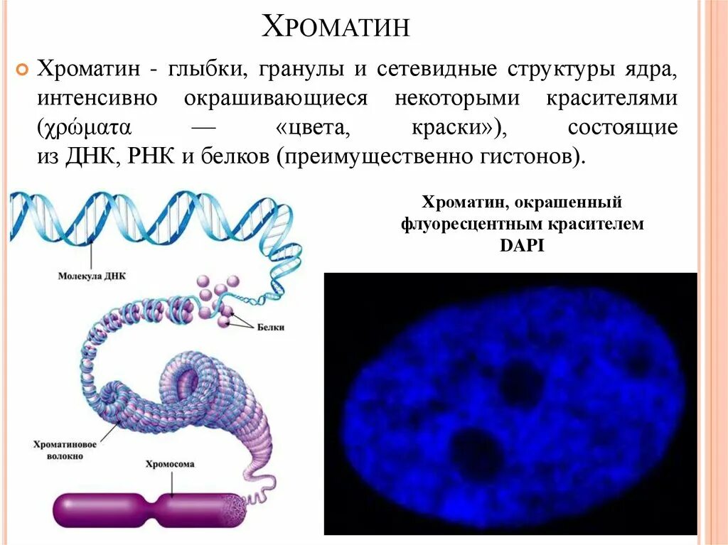 Строение ядра хроматин. Структура и функция хроматина биохимия. Хроматин строение. Структура хроматина ядра и хромосомы.