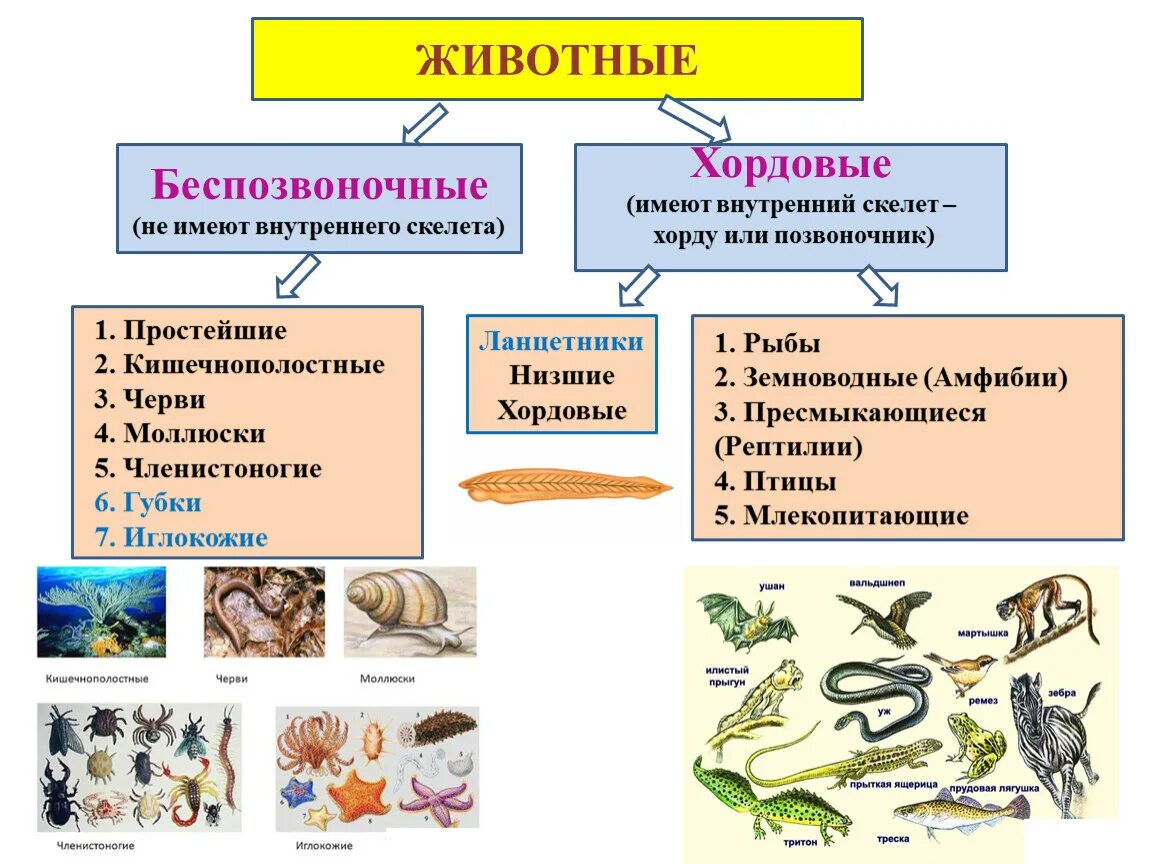 Позвоночные относятся к типу хордовые. Беспозвоночные и позвоночные животные схема скелета. Многоклеточные позвоночные Хордовые. Характеристика типа хордовых биология. Подтипы беспозвоночных.