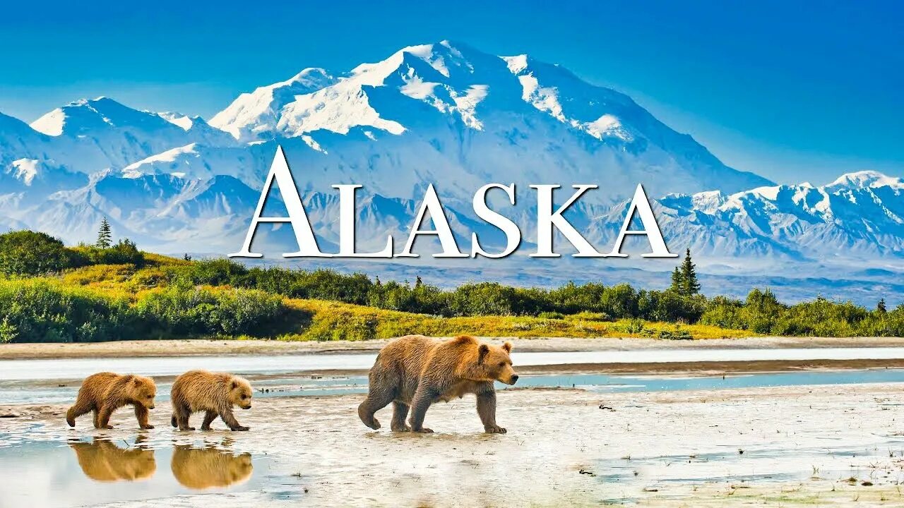 Аляска 4 буквы. Аляска медведи. Аляска 4k.