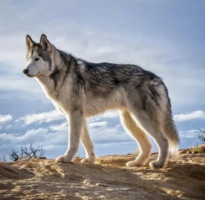 как называется порода похожая на волка. канадский волкособ. как называется порода похожая на волка. тамасканская порода. чехословацкая волчья собака.
