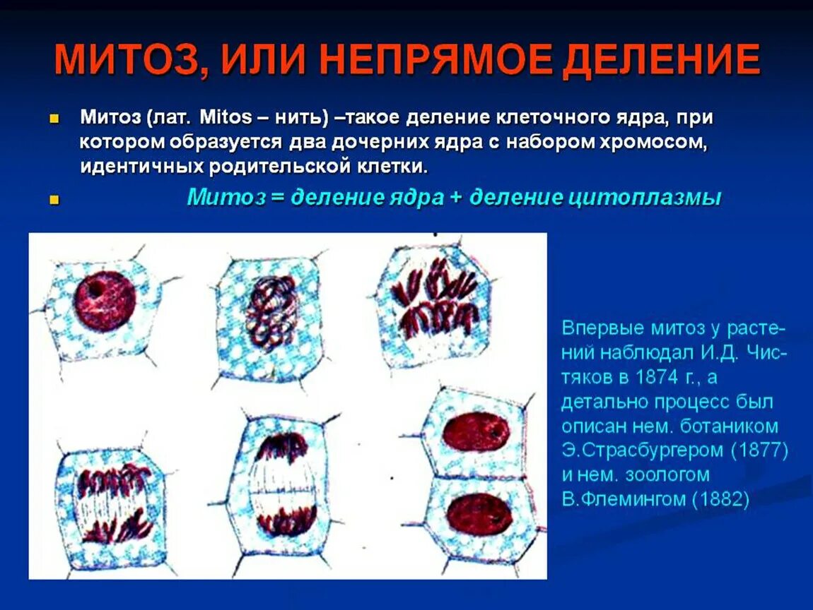 Деление клетки митоз. Митоз Непрямое деление клетки. Регенерация митоз. Деление ядра митоз. Митоз Непрямое деление.