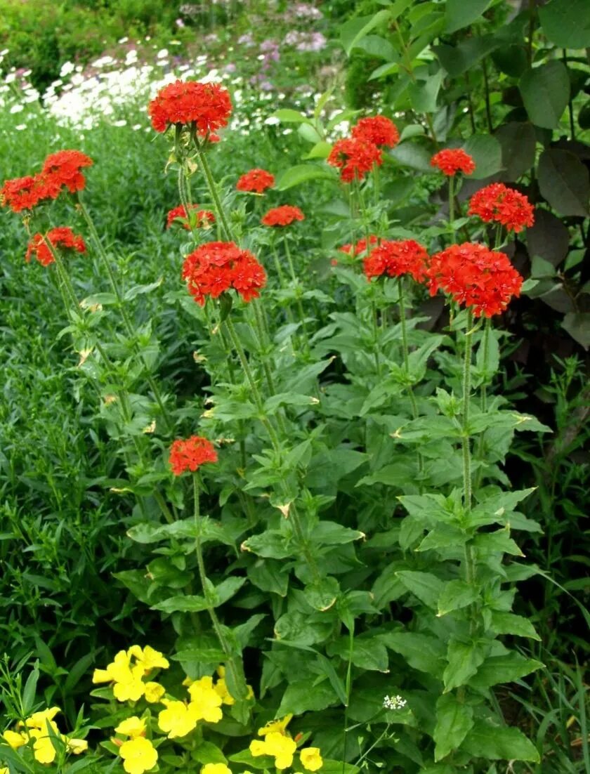 Лихнис халцедонский Зорька. Лихнис халцедонский (Lychnis chalcedonica). Лихнис Везувий. Цветок лихнис халцедонский Зорька.