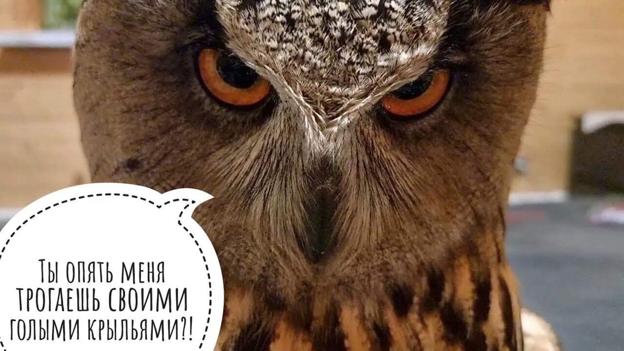 Совиные реакции