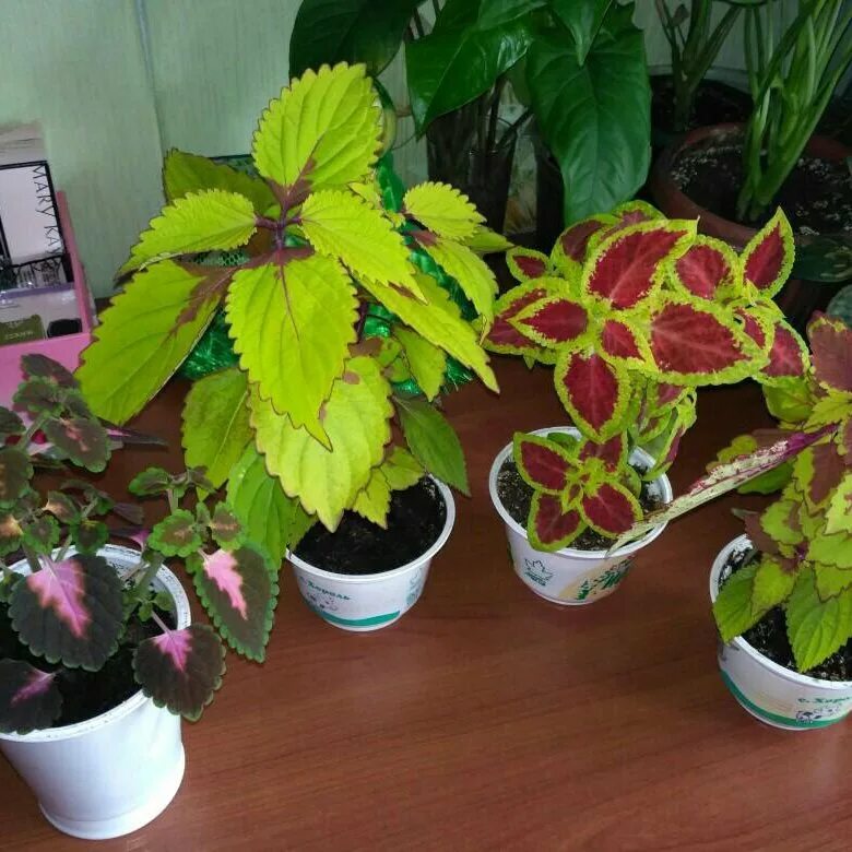 Колеус glennis. Колеус крапивка. Колеусом какой горшок. Pelargonia колеус. Колеус rustic orange.