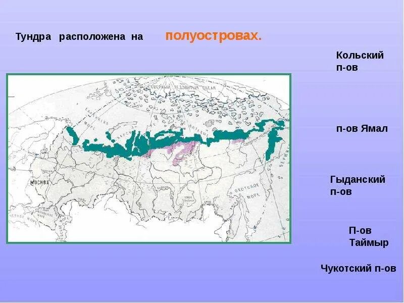 Где располагается тундра в России на карте. Тундра на карте России. Где находится тундра на карте природных зон России. Зона тундры на карте. Зона тундр располагается на севере россии