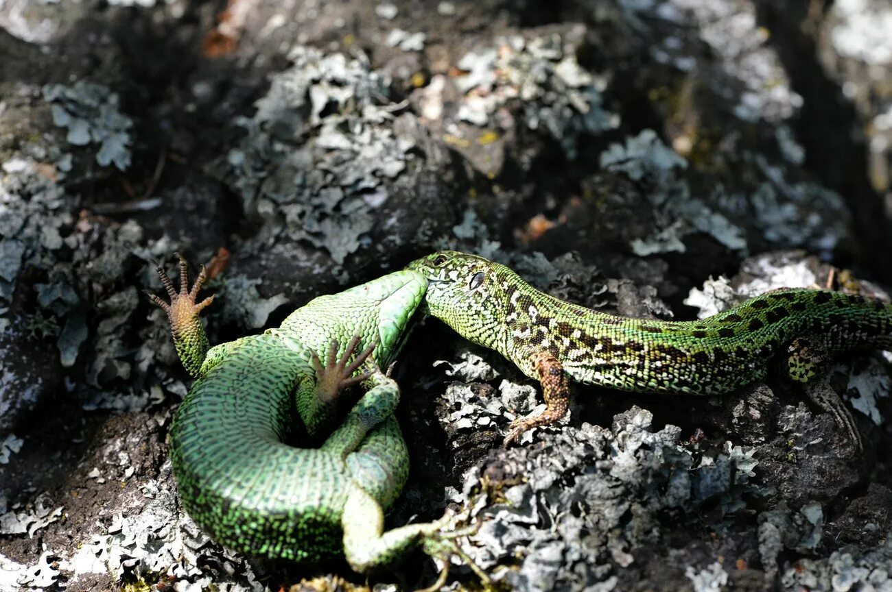 Ящерица обыкновенная прыткая. Lacerta Agilis. Ящерица прыткая Грузинская. Лат. Lacerta Agilis.