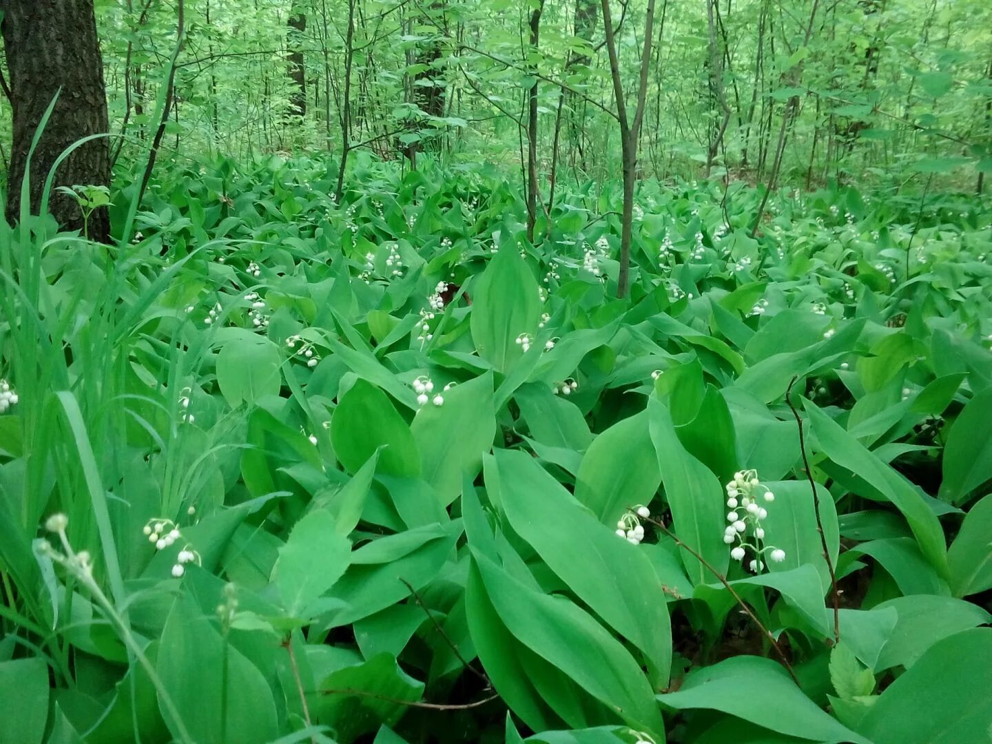 Фиалка лесная фиолетовая. Фиалка лесная виола. Фиалка сиреневая лесная. Найти в лесу душистый. Головоломка на тему лекарственные растения.
