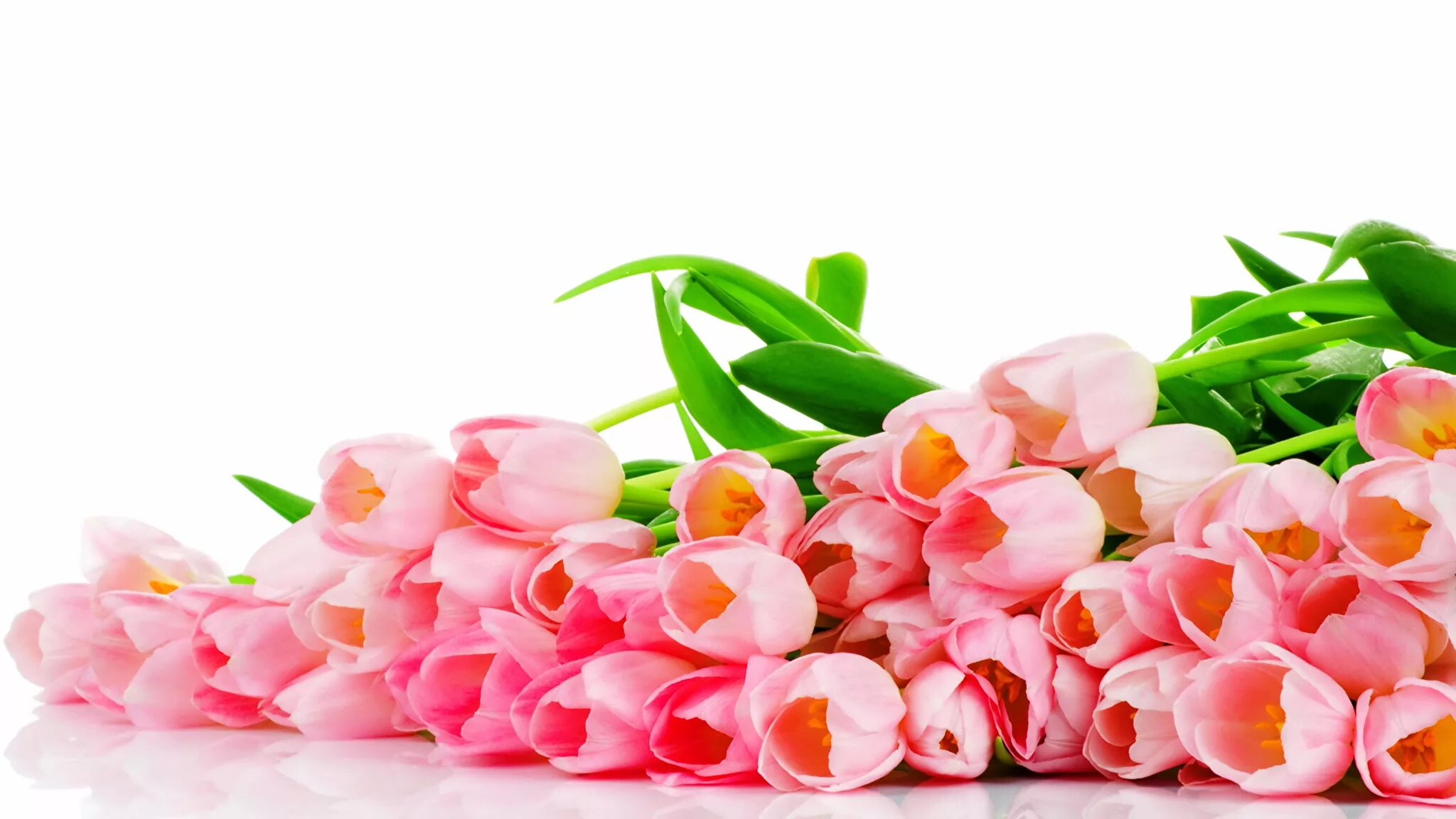 Нежные тюльпаны. Тюльпаны открытки красивые с пожеланиями