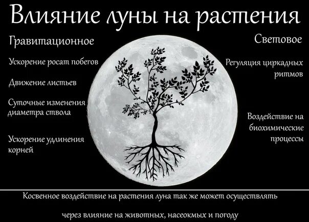 Влияние Луны на организм растений. Влияние Луны на человека. Влияние Луны на живые организмы. Влияние Луны на животных. Влияние луны на организм
