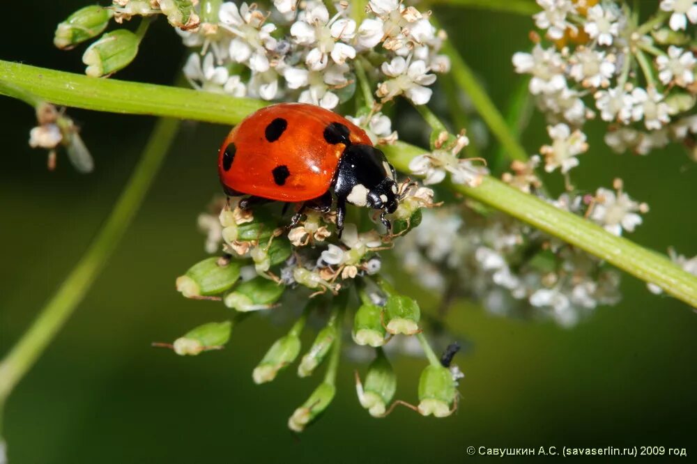 семитоточная бочья коровка. семиточечная коровка божьи коровки. божья коровка на листе фото. божья коровка 7. белая божья коровка.