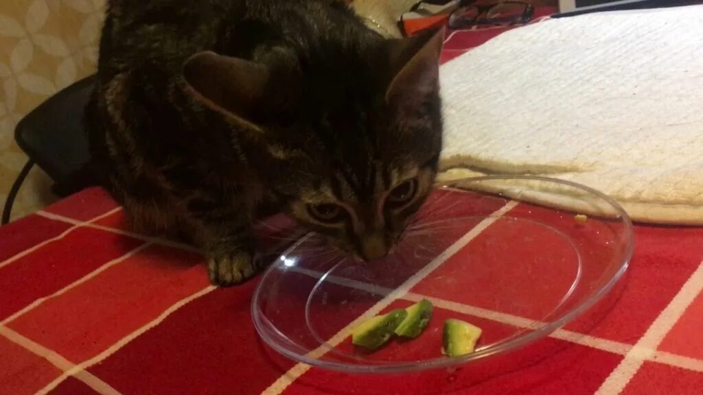 Кошка ни. Кошка ест авокадо. Авокадо котенок. Авокадо едят животные. Авокадо яд для котов.