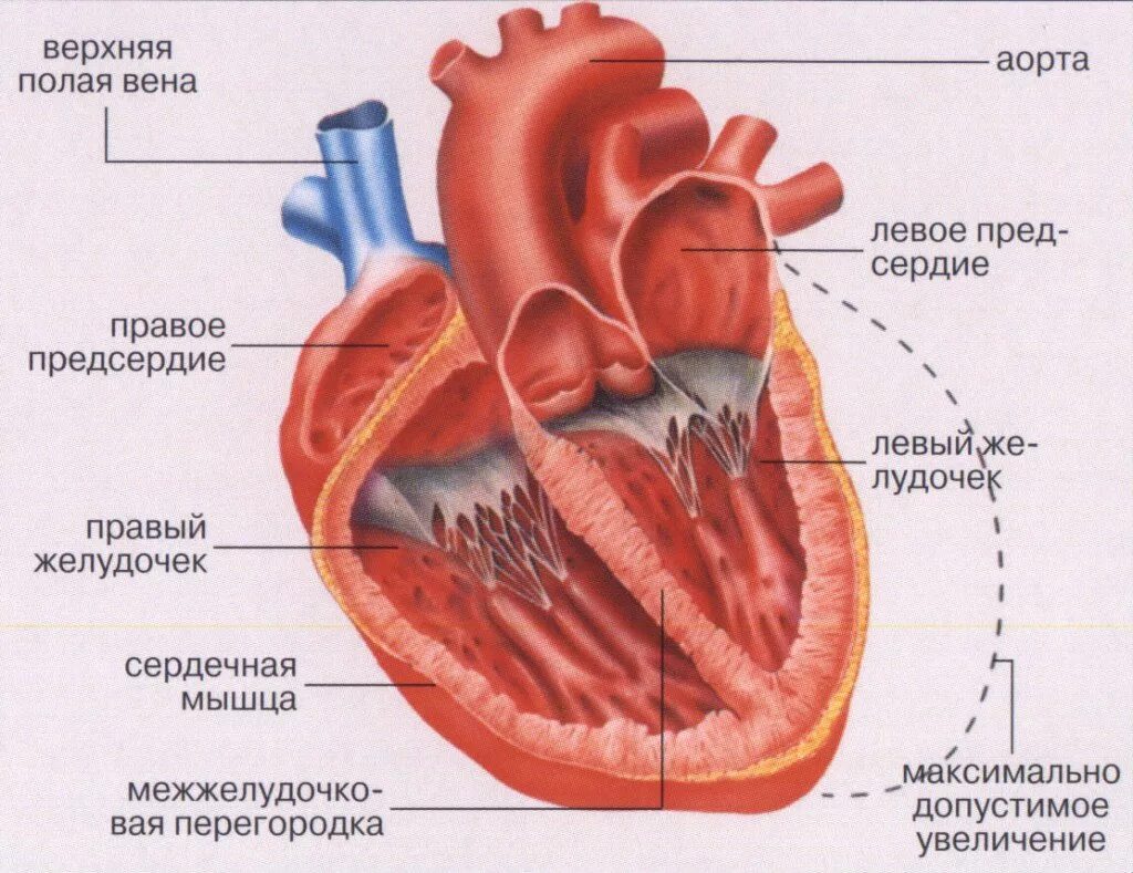 Недостаточность предсердия. Строение мышцы сердца. Строение сердечной мышцы анатомия. Сердце строение какая мышца. Строение сердца сердечная мышца.