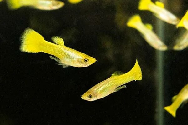 Different Golden guppies you must have in your fish tank/bowl! #guppy #fish #pet