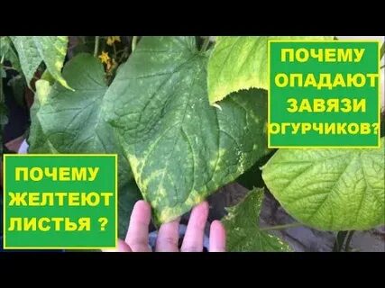 Почему желтеет завязь огурцах в теплице