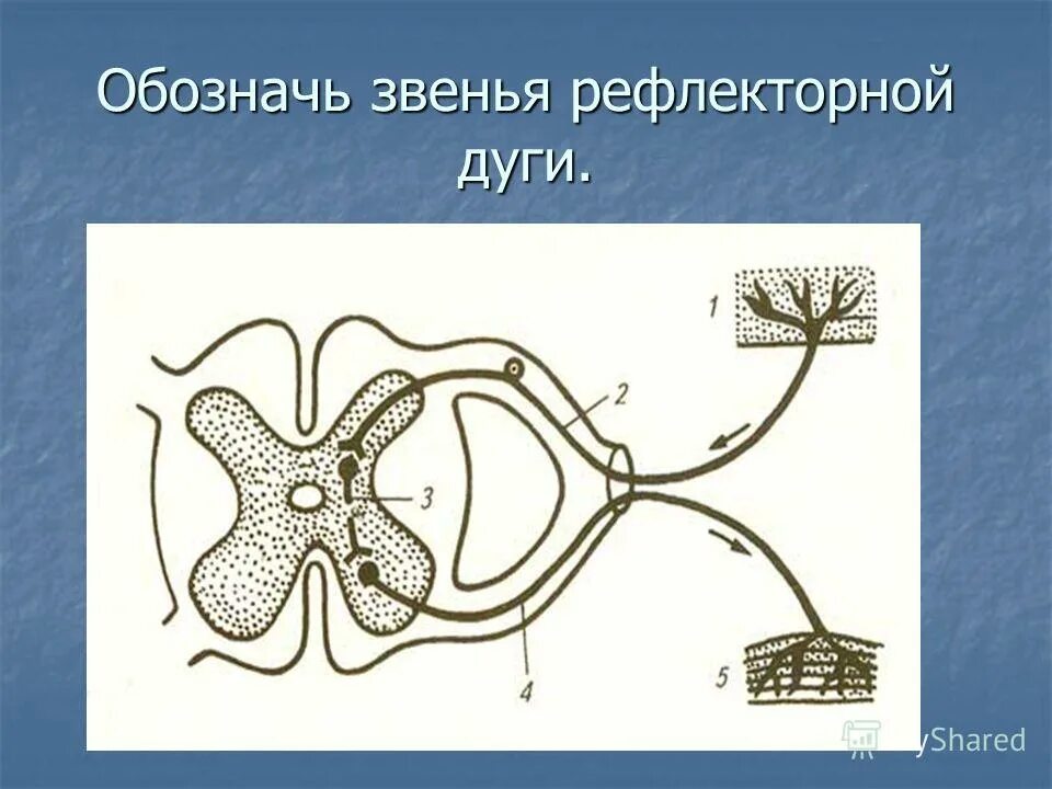В каком звене рефлекторной дуги. Звенья рефлекторной дуги и их функции. 5 звеньев рефлекторной дуги. звенья рефлекторной дуги 8 класс. последовательность звеньев рефлекторной дуги.