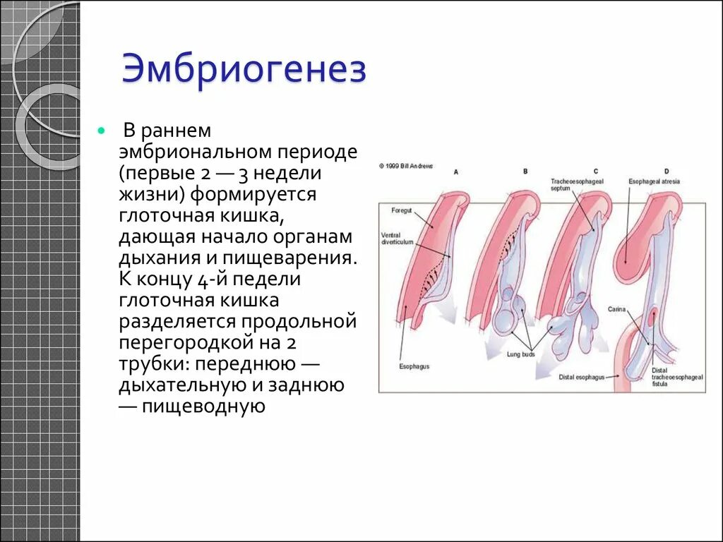 Развитие пищевода