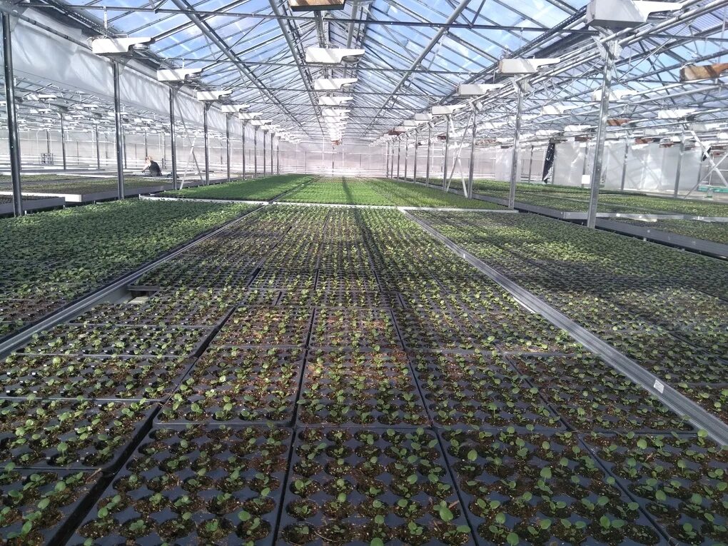 тоншаловский тепличный комплекс. тоншаловский питомник череповец. тоншаловский тепличный комплекс магазин. тоншалово тепличный комплекс череповец. завод зелень.